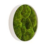 machový obraz kruhový obraz siberian v dubovom ráme