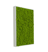 Quadratisches Moosbild Flechte