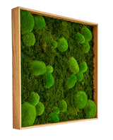 Quadratisches Moosbild Bolmoss+Flatmoss