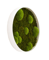 Moosbildkreis Bolmoss+Flatmoss