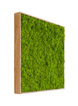 machový obraz lišajník v dubovom ráme