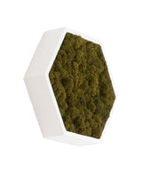 machový obraz lišajník šesťuholník