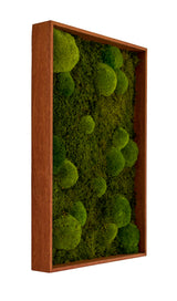 Quadratisches Moosbild Bolmoss+Flatmoss